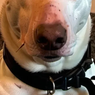 Kopya Köpek