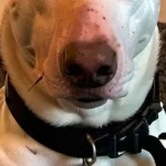 Kopya Köpek