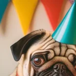 Sad Pug